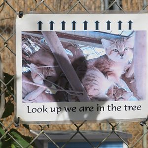 Sand Cat Signage (2022)