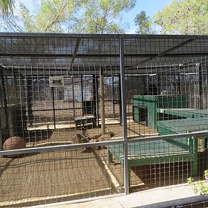 Jaguar Enclosure (2022)