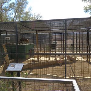 North Chinese Leopard Enclosure (2022)