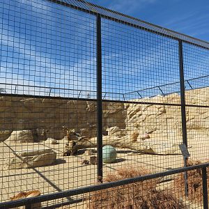 Malayan Tiger Enclosure (2022)