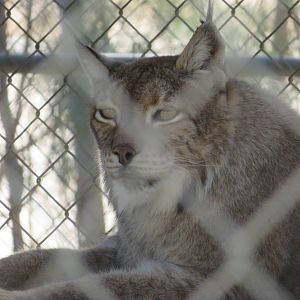 Siberian Lynx (2022)