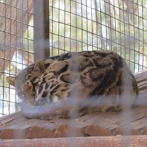 Clouded Leopard (2022)