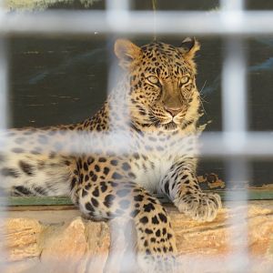 Amur Leopard (2022)
