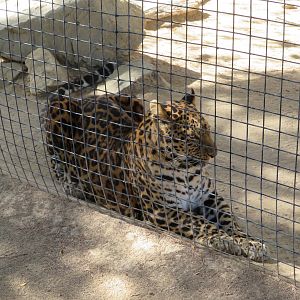 North Chinese Leopard (2022)