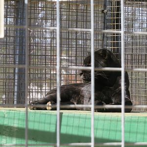 Melanistic Jaguar (2022)