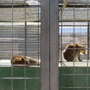 North Chinese Leopards (2022)