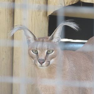 Caracal (with magnificent ear tufts!)