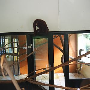 Indoor exhibits for Nuboso exhibit monkeys, 2022-08-28