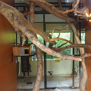 Indoor exhibit for Nuboso exhibit monkeys, 2022-08-28