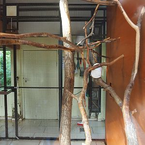 Indoor exhibit for Nuboso exhibit monkeys, 2022-08-28