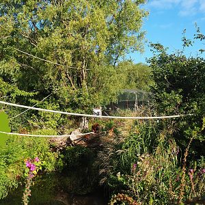 Nuboso monkey exhibit, 2022-08-28