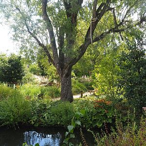 Nuboso monkey exhibit, 2022-08-28