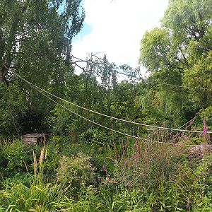 Nuboso monkey exhibit, 2022-08-28