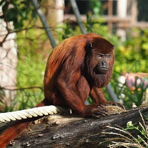 Venezuelan red howler (Alouatta seniculus seniculus), 2022-08-28