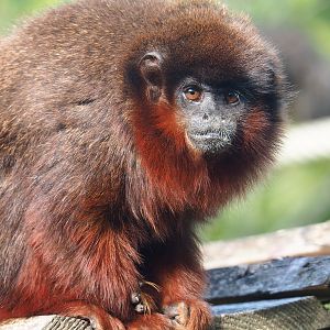 Red titi (Plecturocebus cupreus), 2022-08-28