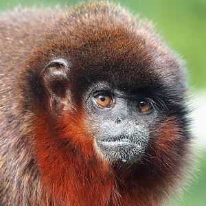 Red titi (Plecturocebus cupreus), 2022-08-28