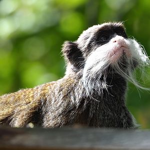 Bearded emperor tamarin (Saguinus imperator subgrisescens), 2022-08-28