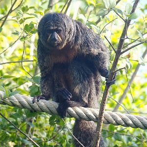 Female White-faced saki (Pithecia pithecia), 2022-08-28