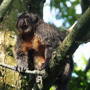 Female White-faced saki (Pithecia pithecia), 2022-08-28