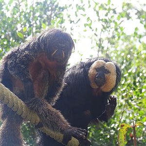 White-faced sakis (Pithecia pithecia), 2022-08-28