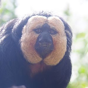 Male White-faced saki (Pithecia pithecia), 2022-08-28