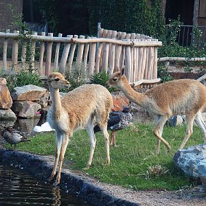 Argentine Cerrado exhibit - Vicuñas and different bird species, 2022-08-28