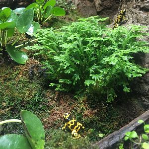 Tropical Rainforest Building - Yellow-Banded Poison Dart Frog