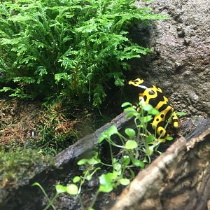 Tropical Rainforest Building - Yellow-Banded Poison Dart Frog