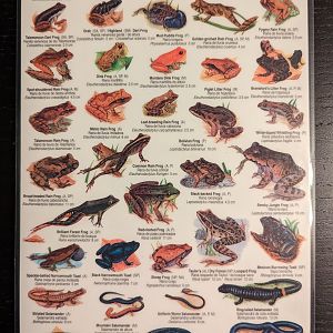 Costa Rica Field Guide Amphibians Part 2