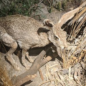 Black-tailed jackrabbit (Lepus californicus)