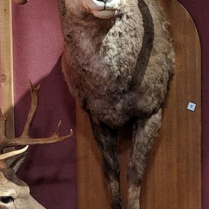 Stone's sheep (Ovis dalli stonei)