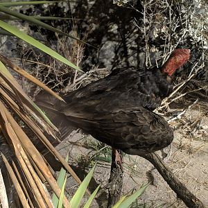 Turkey vulture (Cathartes aura)