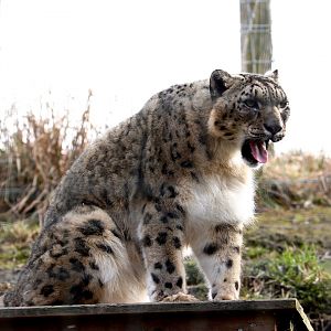Snow Leopard