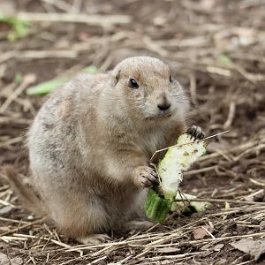 Baby Prairie Dog