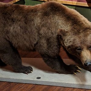 Grizzly bear (Ursus arctos horribilis)