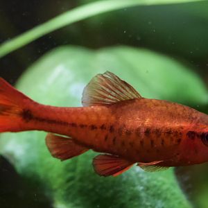 Cherry Barb/ Puntius titteya