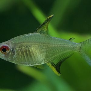 Lemon Tetra/ Hyphessobrycon pulchripinnis