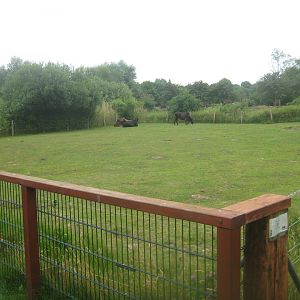 Westküstenpark - Zebu exhibit