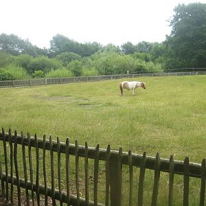 Westküstenpark - Pony exhibit