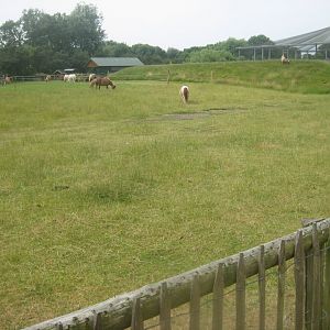 Westküstenpark - Pony exhibit
