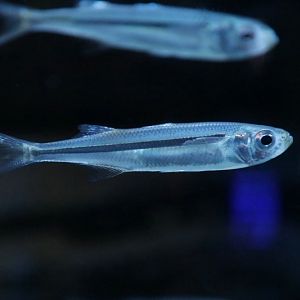 Sand smelt (Atherina presbyter)