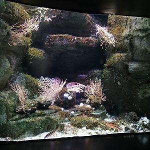 One of the Mediterranean Sea tanks