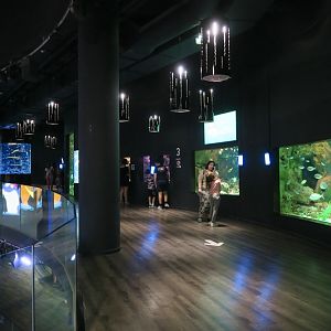 Mediterranean Sea tanks on the ground floor