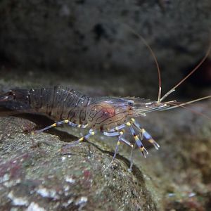 Common prawn (Palaemon serratus)