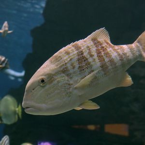 Chinamanfish (Symphorus nematophorus)