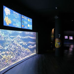 Coral reef tanks