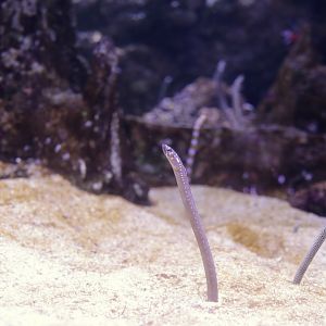 Garden Eels