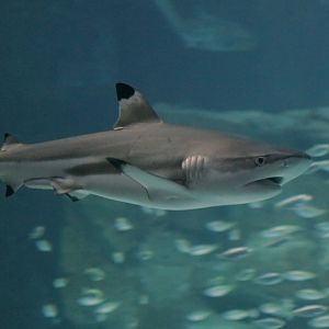 Blacktip reef shark (Carcharhinus melanopterus)