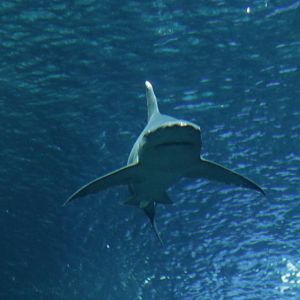 Sandbar shark (Carcharhinus plumbeus)