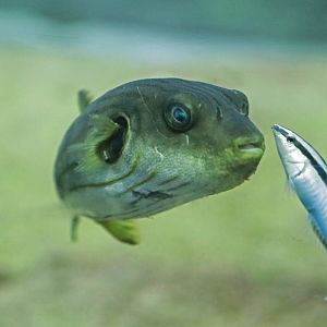 Narrow-lined pufferfish (Arothron manilensis)